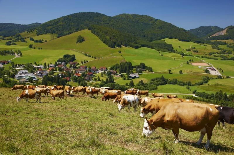 Ferienwohnungen Haus Marlene Kaiser Бернау-ім-Шварцвальд Екстер'єр фото
